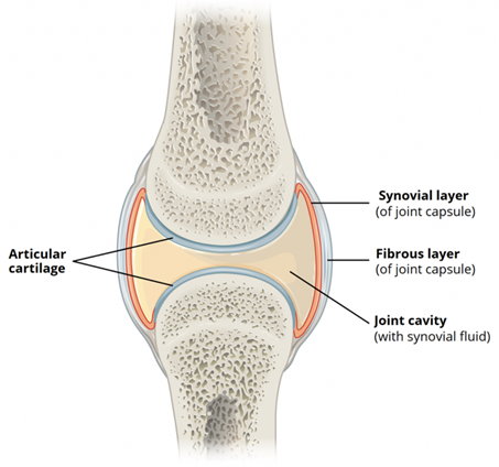 The Big Toe joint is a Synovial Joint